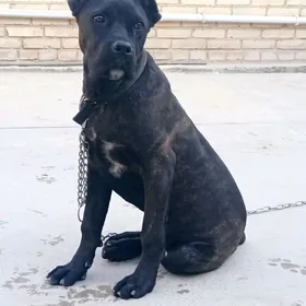 Собака. Кане Корсо