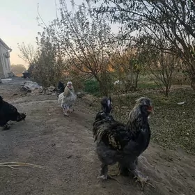 тройка двойка