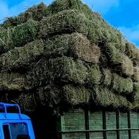 Ýorunja аrassa, saman.