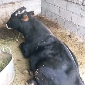 Гаверс обасы