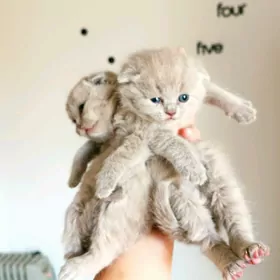 шотландские лиловые котятки