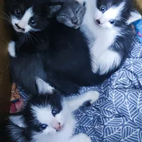 катёнки есть 1 месец