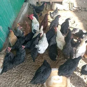 towuk juje horaz bar