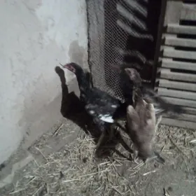 жужа хораз.маки