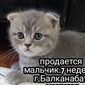 котенок