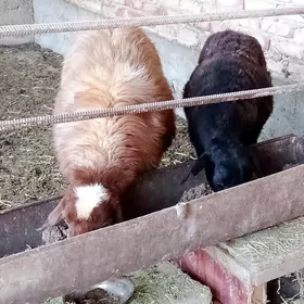 Goýunlar Gissar Gurat 2 sanak