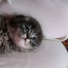 vislouyh  котёнок