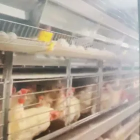 Satlyk towuk ferma ýumurtgalyk