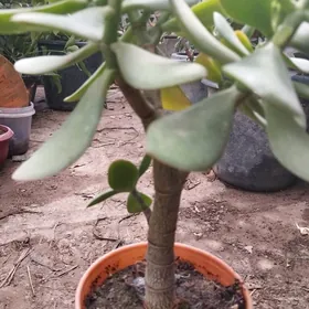 растения цветы