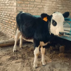 сментал унажин