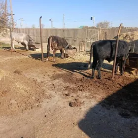 tohum öküzler 3 sany