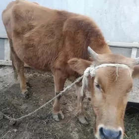 Sygyr gysyr bakymlyk