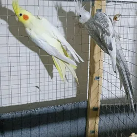 Karella sagdynja arassa guş