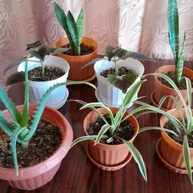 растения цветы  gul