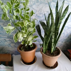 комнатные цветы