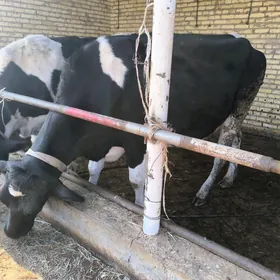 golishteyin bogaz gunajynlar