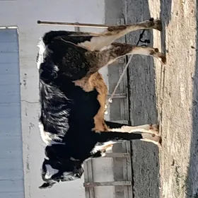 GARALA GALIŞDEÝIN TÜWE