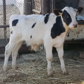 arginal ala tohum okuzler