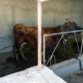 1 guzlan gysyr Sygyr