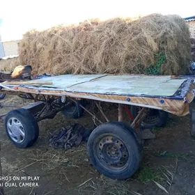 ешек араба.