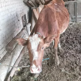 Mallar sagdyn ilalaşyk bar!