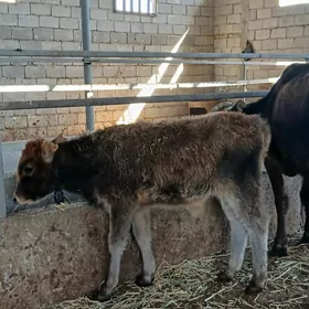 ARASSA SWET TOHUM OKUZCELER