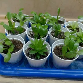 суккуленты разные