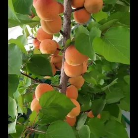 Satlk kotej Tazezam 12sot