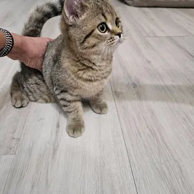 шотландская прямоухая