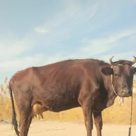 arginal burlat goleli sygyr