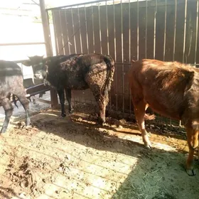 bakylan  semiz gulajynlar