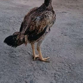 байсов товук