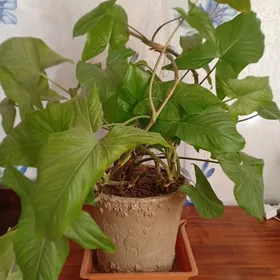 Сингониум крупный