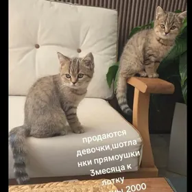 прямоухие шотланки 3 месяца