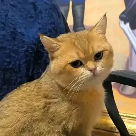 САМЫЙ ЭЛИТНЫЙ КОТ