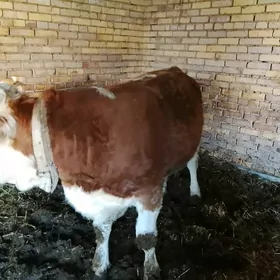 Okiz Simmental