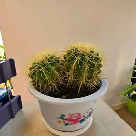 Кактус  близнящки