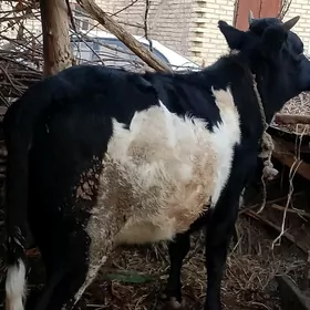 1.6 айлык гунажын