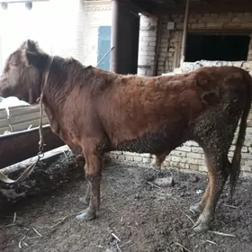 баклык окиз