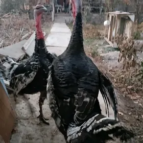 канадский бронзовый индюк