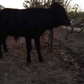 OKÜZ ŞWES TOHIM MAL