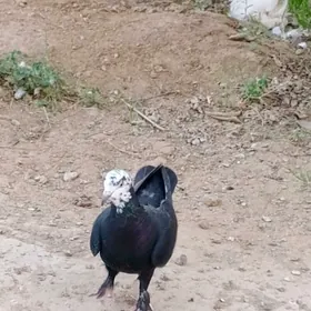 kepderi кепдери голуб