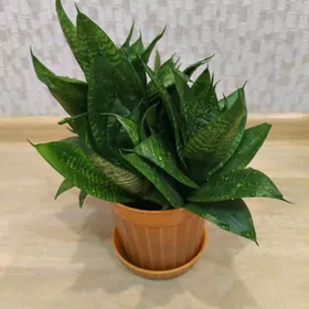 Цветы комнатные