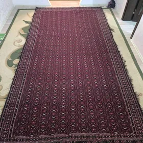 HALY PALAS  TAZE GADYMY