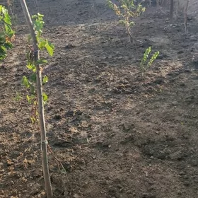 Satlyk mellek ýerleri