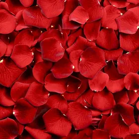 Лепестки роз,roza ýapraklary