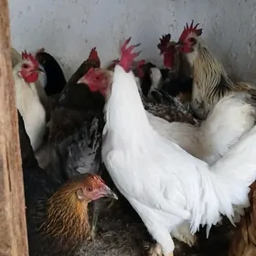 horazlar we towuklar