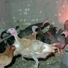 ınduk. 7  INDUK.7.8AYLYK