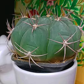 кактусы 10м-75м