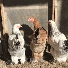 Болгар  5 ай